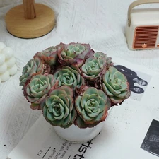 5'' Echeveria Atlantis, Live Succulent Plants,Rare Plants