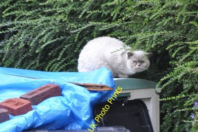 Foto A2 Mid Devon: Katze im Obstgarten in der Nähe Raddon Eine Katze gibt mir die c2015