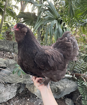 (6) Mauve and Chocolate Ameraucana Hatching Eggs - Possible Mottled Split!