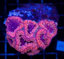 WYSIWYG Red Blasto Blastomussa Colony Live Coral Frag SPS LPS Reef Aquarium