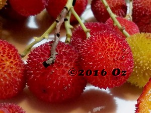 Strawberry-Tree-Cuttings-Arbutus-Unedo