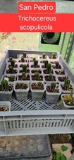 San Pedro Kaktus
