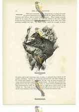 Cobego, Animal Book Illustration (Print), c1916