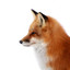 thetreasurefox