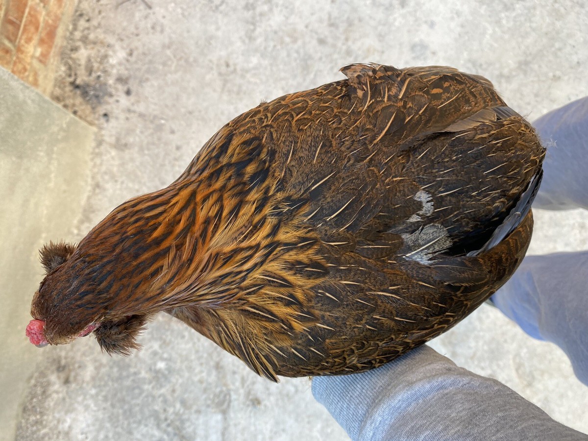 Cova Naturale Uova Feconde 20 Uova Fertili Miste (Araucana, Amrock, Oliver, Marans, Australorp, Brahma) - Per Incubazione Uova Anatre Cova Naturale Uova Feconde 20 Uova Fertili Miste (Araucana, Amrock, Oliver, Marans, Australorp, Brahma) - Per Incubazione Uova Anatre