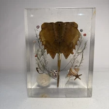 Horseshoe Crab, Shell, Star Fish, Seahorse, In Resin Beach House Decor Handmade