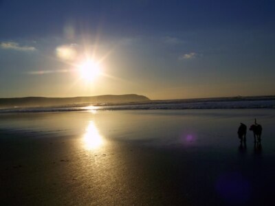 Foto 6x4 Das Ende eines perfekten Tages Woolacombe Zwei müde glückliche Hunde wandern c2007