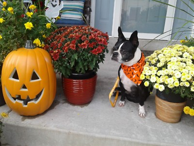 Buster Brown Halloween Dog Bandana Jack 0 Lanterns Custom Made By Linda S M L Xl Dog Lover Products Pet Supplies Worldenergy Ae