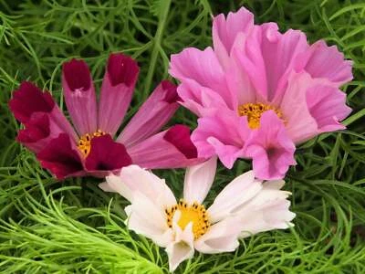 SEEDVILLE USA 200 COSMOS SEASHELLS Cosmos Bipinnatus Sea Shells Flower Seeds