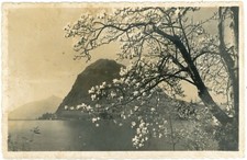 Lugano Suiza Monte San Salvatore Magnolia Tree RPPC Postal Sin Usar