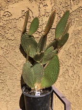 Opuntia Microdasys Rufida Cinnamon Cactus Cacti Succulent Real Live 18"T #180W*