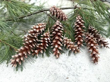 Bulk Of 400 Pine Cones , White Pine 4”-6” Crafts & Decor Fresh Natural Organic