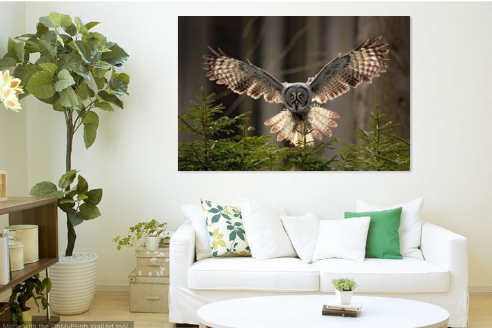 OWL beautiful & colorful animals high quality Canvas painting  Home decor