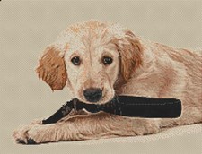 Golden Retriever Puppy Counted Cross Stitch Kit 14" x 10.5" 35.5cm x 26cm 14 ct