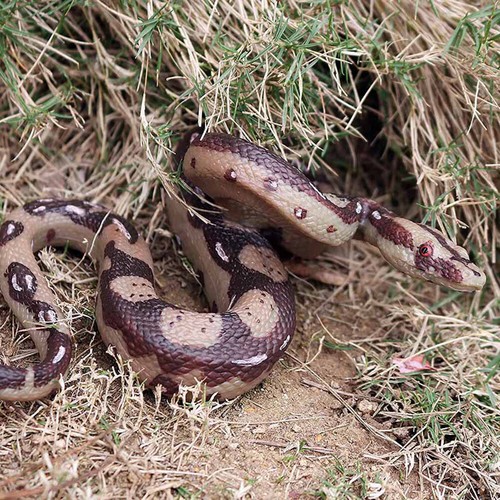 Fake Realistic Mini Rattlesnake Snake Scary Toy, Prank Party Joke Halloween Prop - Picture 5 of 13