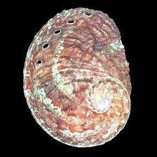 Abalone Oval Natural Haliotis Ovina Natural seashell 5-6cm