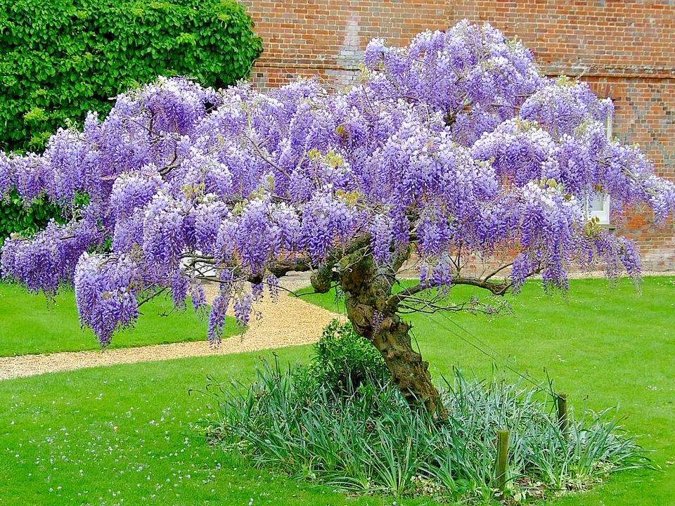 Purple Wisteria Sinensis Live Plant - 6-12 Tall 2.5" Pot - Cold Hardy Zones 5-9 - Image 2 of 4