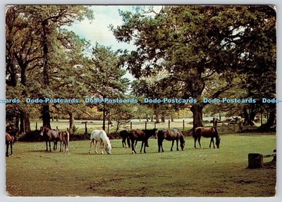 L345519 Hampshire New Forest Ponies J Arthur Dixon B J Chapple PM Southampton 19
