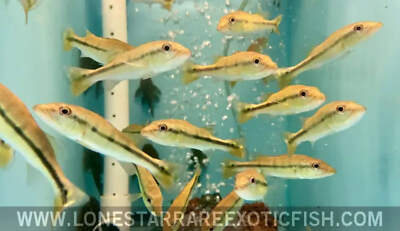 Temensis Peacock Bass Cichla temensis Live Aquarium Fish