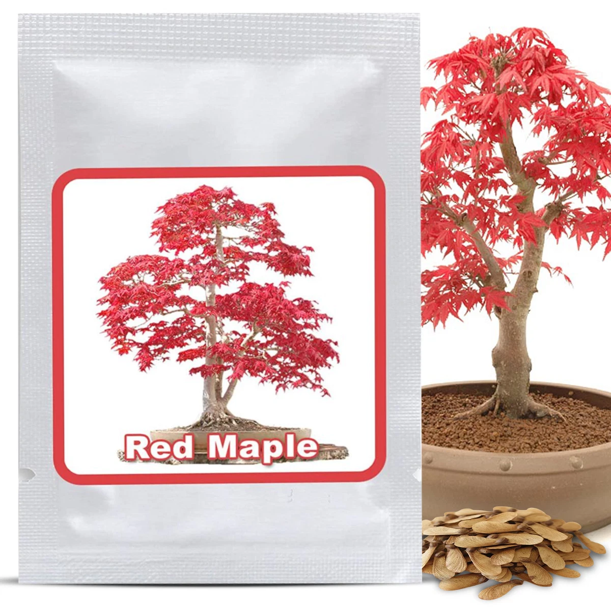 calathea strawberry star Caladium ' Strawberry Star ' ( Caladium bicolor ) main image 0