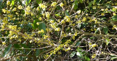 Photo 6x4 Cornus mas Minting Fellow ist Derek Harper identified t c2015