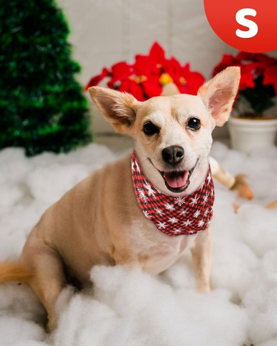 Paquete de 2 pañuelos baberos bufanda a cuadros estampado triángulo pañuelo Navidad para perros - Imagen 6 de 9