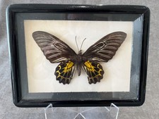 Vintage Taxidermy Butterfly Mounted Wall Art Frame