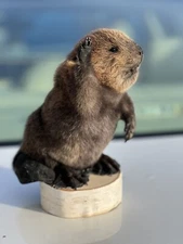 Museum Quality Beautiful Adorable Fatty Beaver Kit Taxidermy Mount Art Wildlife