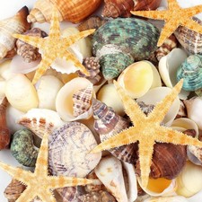 80 Pcs Natural Seashells and Starfish for Crafts, Various Sizes for DIY