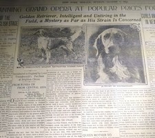 AUG 7, 1910 NEWSPAPER PAGE #1526- GOLDEN RETRIEVER, INTELLIGENT AND UNTIRING 