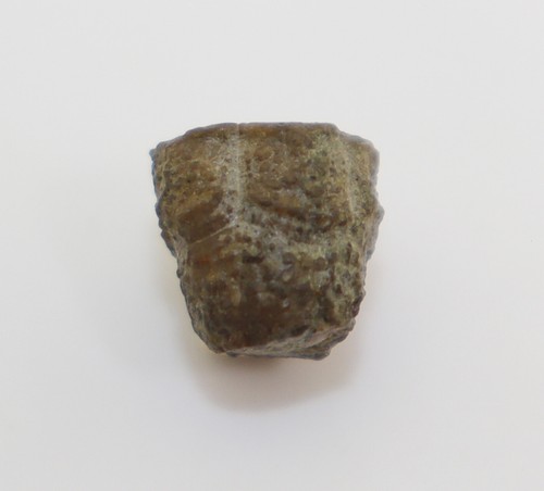 Crinoide, Stylocrinus granulatus, Devon, Eifel, Lissendof, Eifel, BRD -i654 - Picture 4 of 7