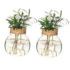 Plant Propagation Station,Hydroponic Terrarium Vase,Desktop Glass Planter 2