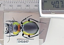 D41647. Insects, Beetles, Carabidae: Mouhotia sp. Laos!!!!!!!!!