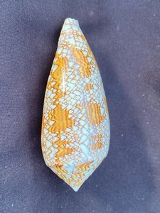 Textile Cone Seashell, Conus textile.  Beautiful Patterned Seashell