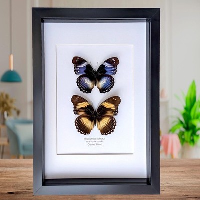 Hypolimnas salmacis pair, the blue diadem, black and blue , frame a4