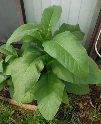 leaf tobacco 1000 Silk Leaf Tobacco Seeds ~ Heirloom Non-GMO Nicotiana Tabacum - Mild  Flavor