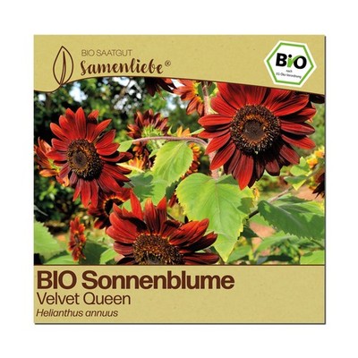 Samenliebe BIO Sonnenblumen Samen alte Sorte Velvet Queen 60 Samen samenfestes B