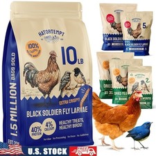 Dried Black Soldier Fly Larvae Protein Calcium Chicken Treats Healthy Hens New