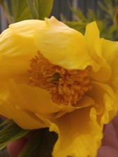Tree peony. 2 ltr pot. 3 years old. Yellow