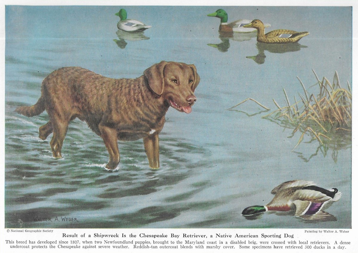 Chesapeake Bay Water Dog Chesapeake Bay Retriever CUSTOM