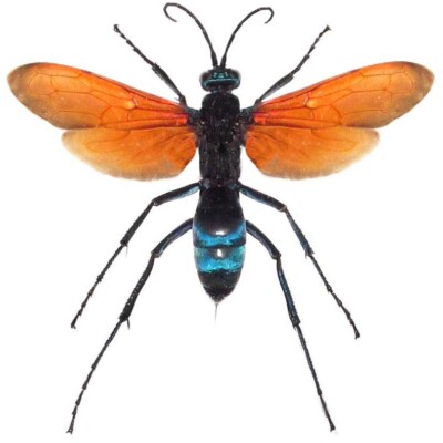 Pepsis formosa ORANGE FORM tarantula hawk wasp Arizona MOUNTED/WINGS SPREAD