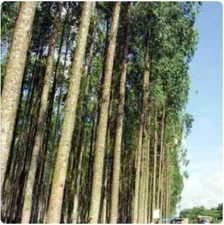 100++  Premium Acacia Seedss (Acacia crassicarpa) for Plantation Use