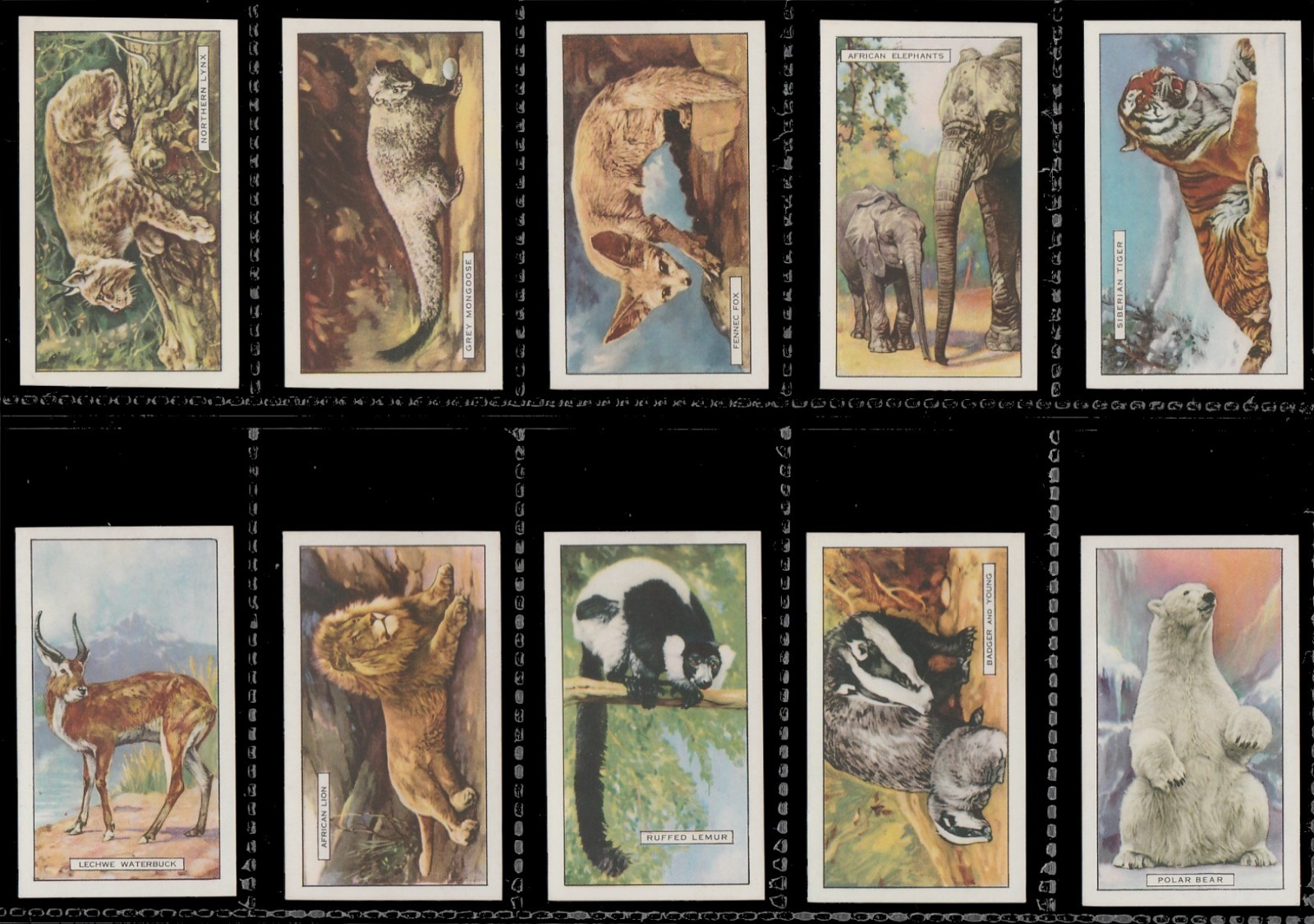Wild Animals -A Complete Original Gallaher 1937 Set Of Cigarette / Tobacco Cards