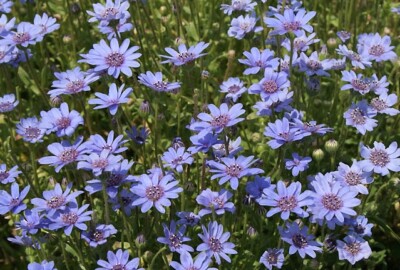 Felicia Heterophylla 25 Seeds, True Blue African Annual Perennial Daisy  Plants | eBay