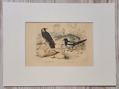 Orig. Buffon Vogelstich um 1852 Galka & Elster koloriert Passepartout