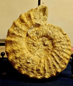 Texas Cretaceous Fossil Mortoniceras Ammonite, Detailed Sutures, 9.5", 5.62 lbs!