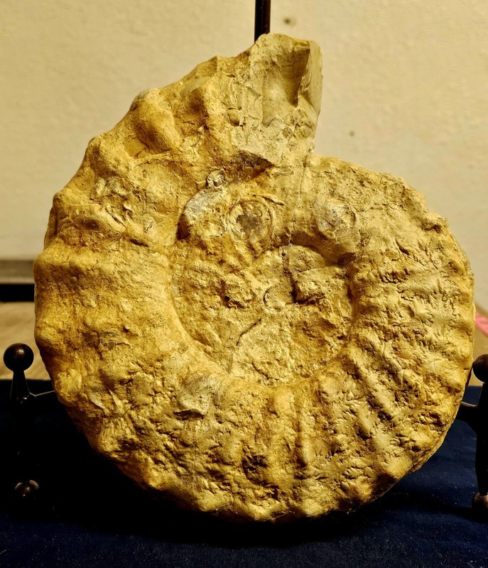 Texas Cretaceous Fossil Mortoniceras Ammonite, Detailed Sutures, 9.5", 5.62 lbs!