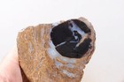 Eden Valley Petrified Wood 5 oz. Limb Cast rough w/ Fossil Algae end cut Lot Ed1 — photo 2
