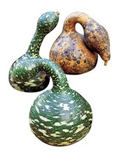 Speckled Swan Heirloom Gourd Seeds 30 seeds
