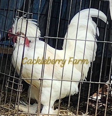 12 Rare Bantam Breed Hatching Eggs- Assorted  Silkies,Sultans, Frizzles & More